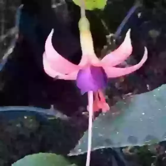Fuchsia Chillerton Beauty 